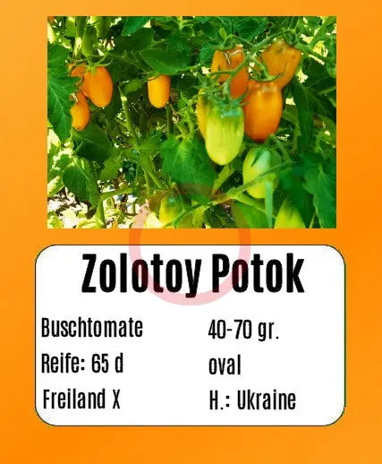 Zolotoy Potok DER TOMATENFLÜSTERER