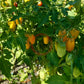 Zolotoy Potok DER TOMATENFLÜSTERER