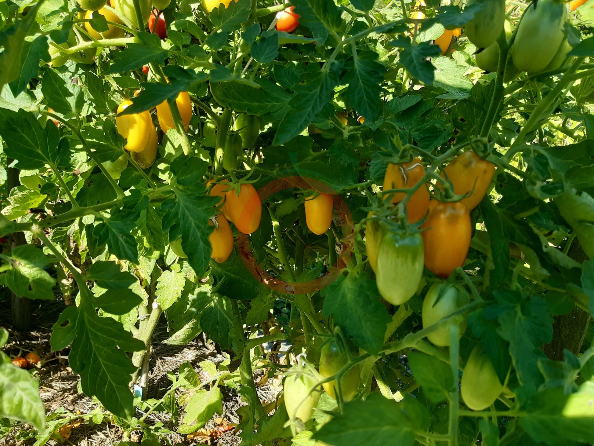 Zolotoy Potok DER TOMATENFLÜSTERER