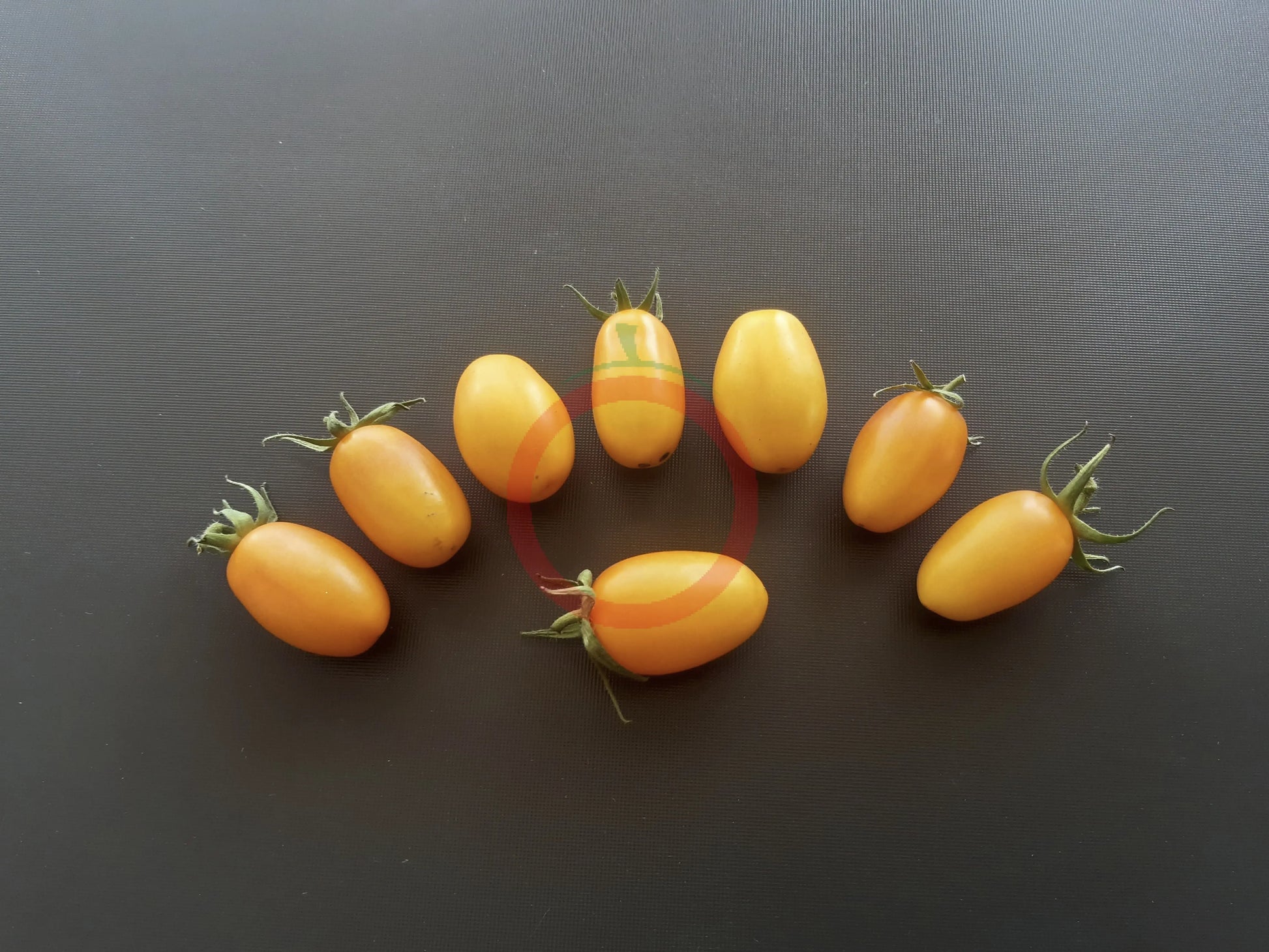 Zolotoy Potok DER TOMATENFLÜSTERER
