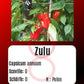 Zulu DER TOMATENFLÜSTERER