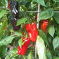 Zulu DER TOMATENFLÜSTERER