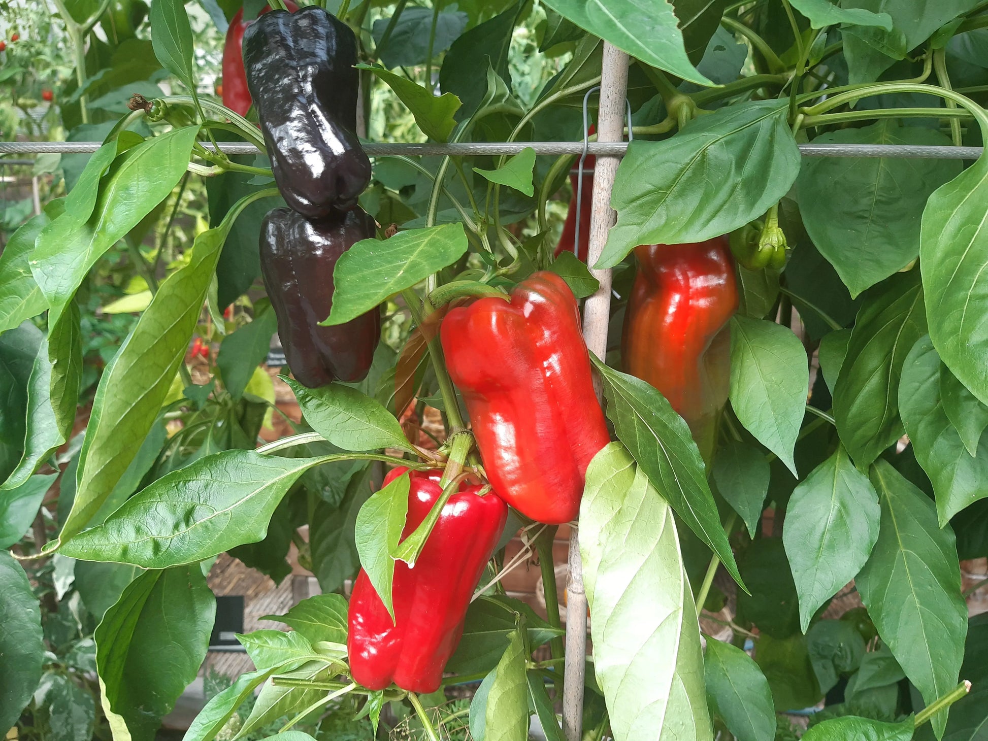 Zulu DER TOMATENFLÜSTERER