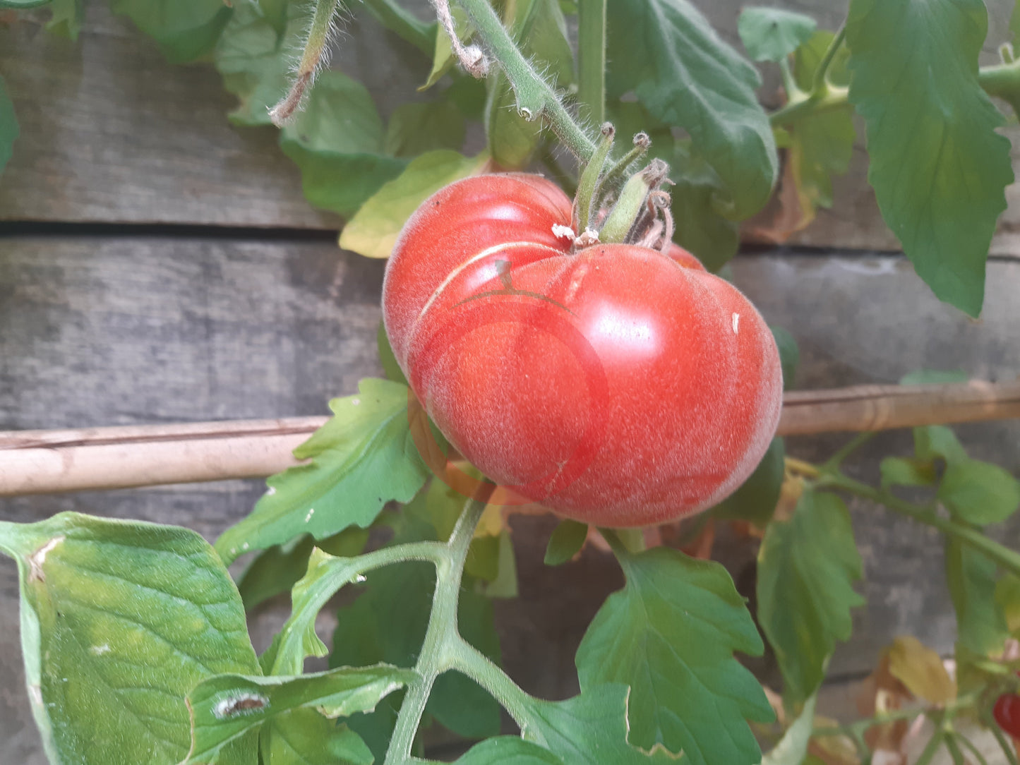 Abrikos DER TOMATENFLÜSTERER