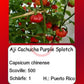 Aji Cachucha Purple Splotch DER TOMATENFLÜSTERER