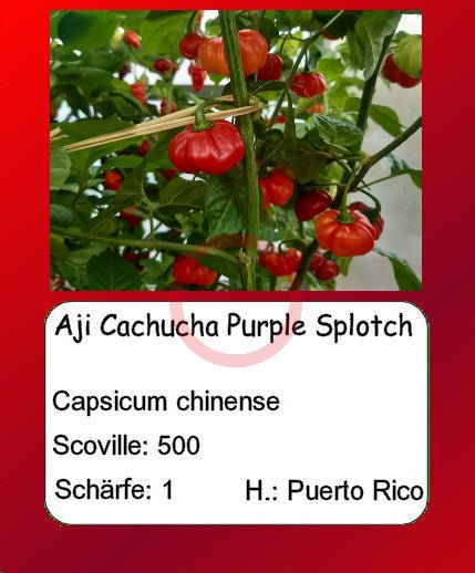Aji Cachucha Purple Splotch DER TOMATENFLÜSTERER
