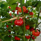 Aji Cachucha Purple Splotch DER TOMATENFLÜSTERER