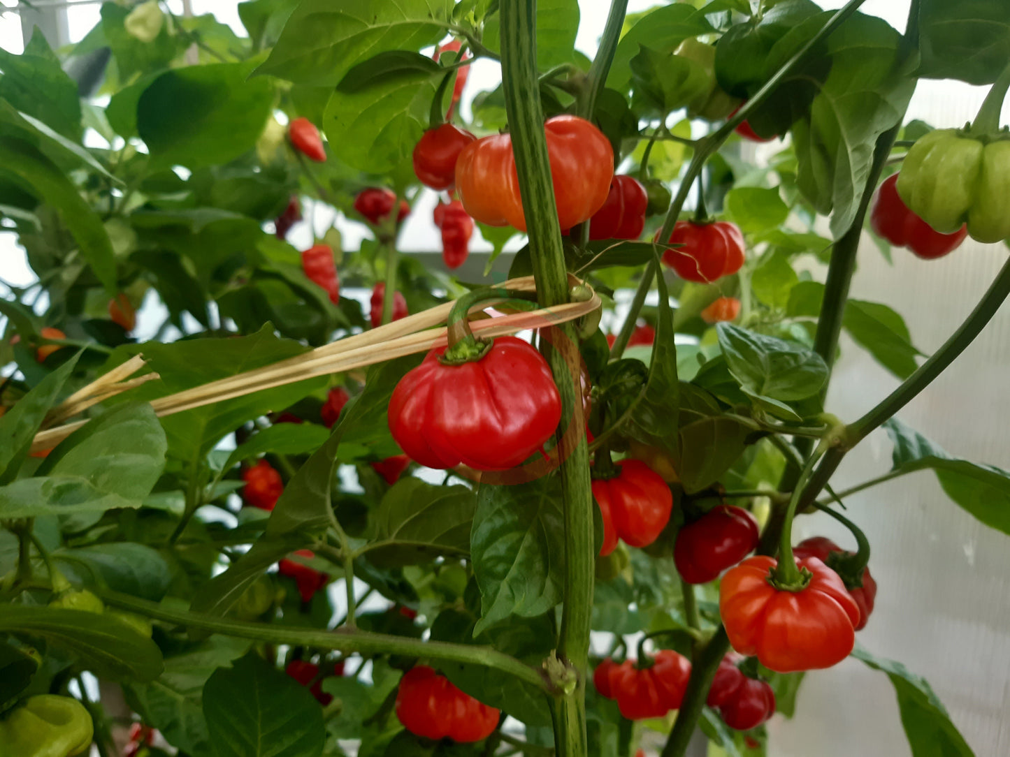 Aji Cachucha Purple Splotch DER TOMATENFLÜSTERER