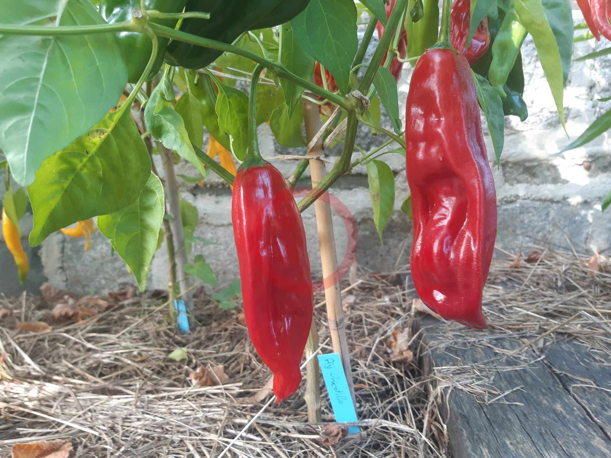 Aji Chicotillo DER TOMATENFLÜSTERER