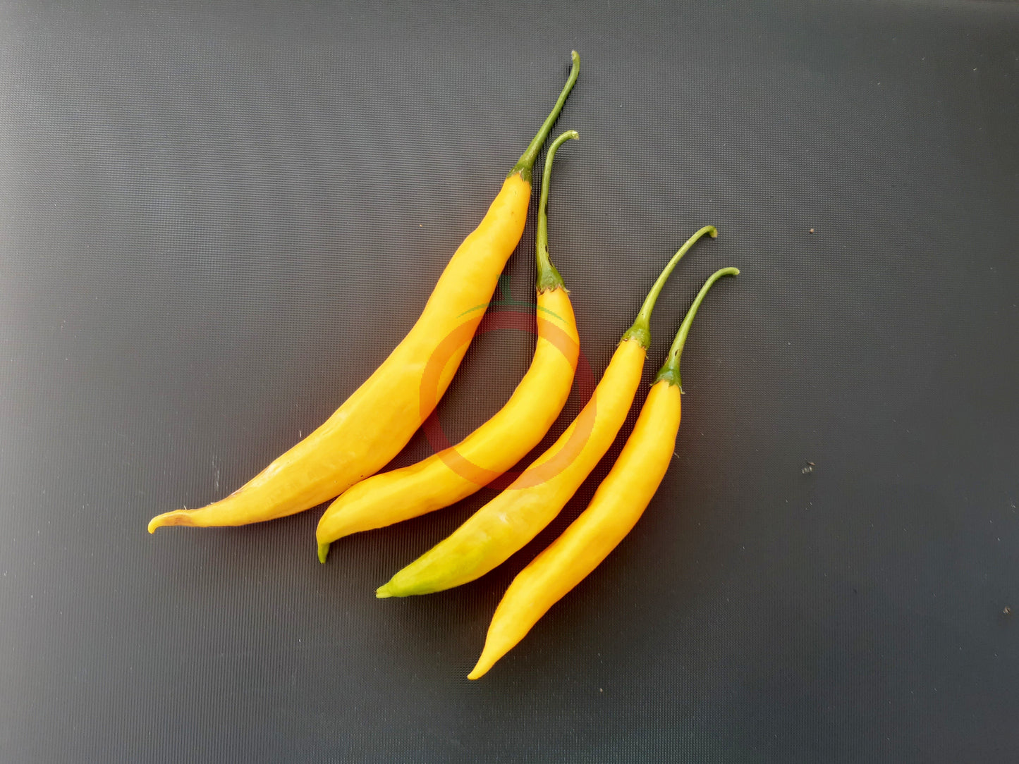 Aji Guyana DER TOMATENFLÜSTERER
