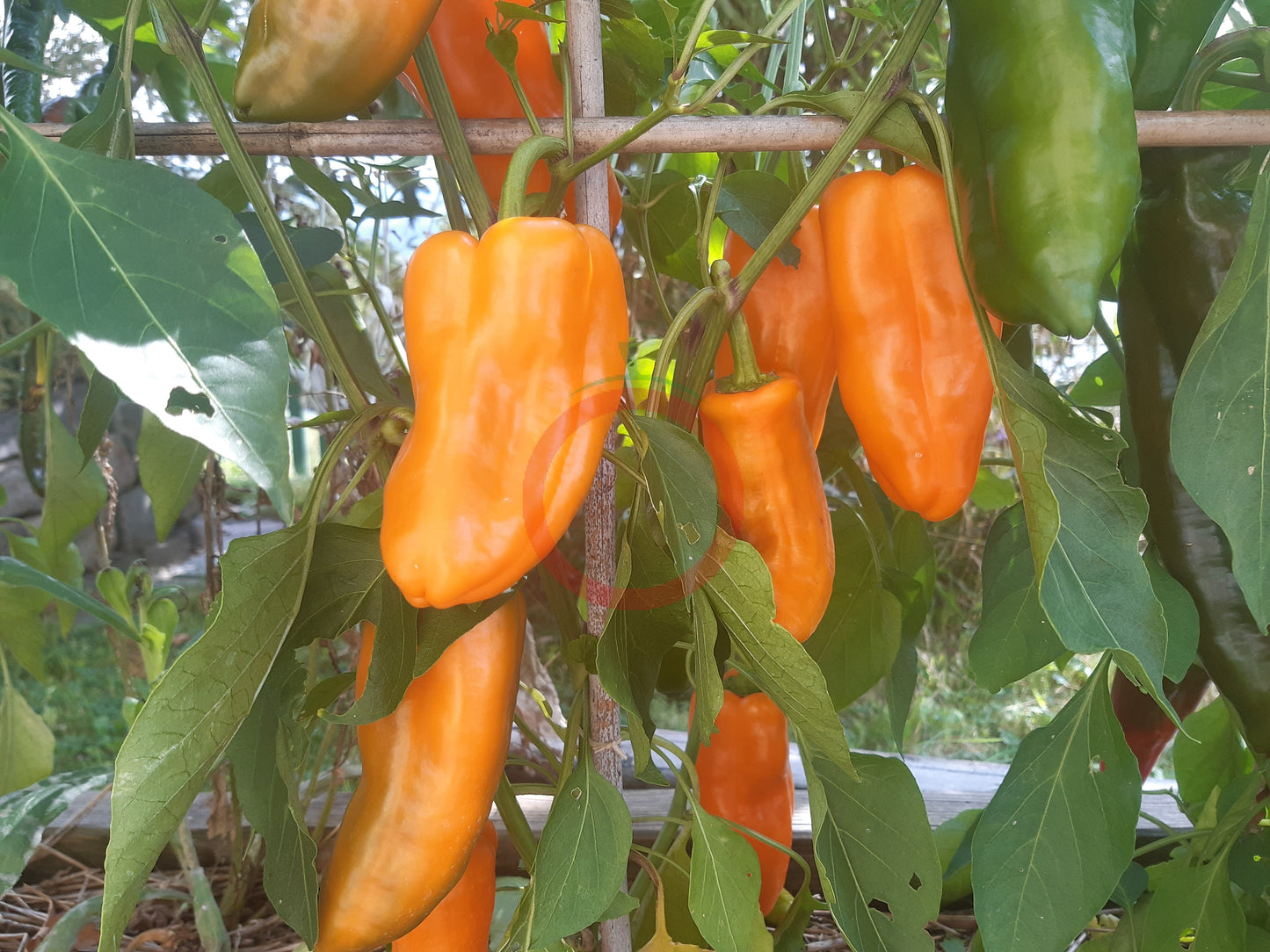 Anaheim Orange DER TOMATENFLÜSTERER