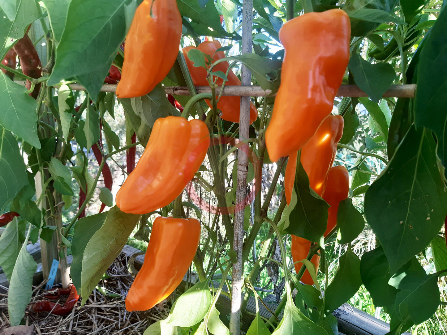 Anaheim Orange DER TOMATENFLÜSTERER
