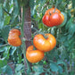 Anawine DER TOMATENFLÜSTERER