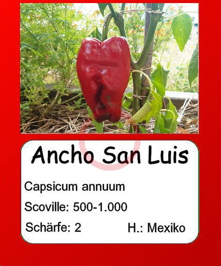 Ancho San Luis DER TOMATENFLÜSTERER