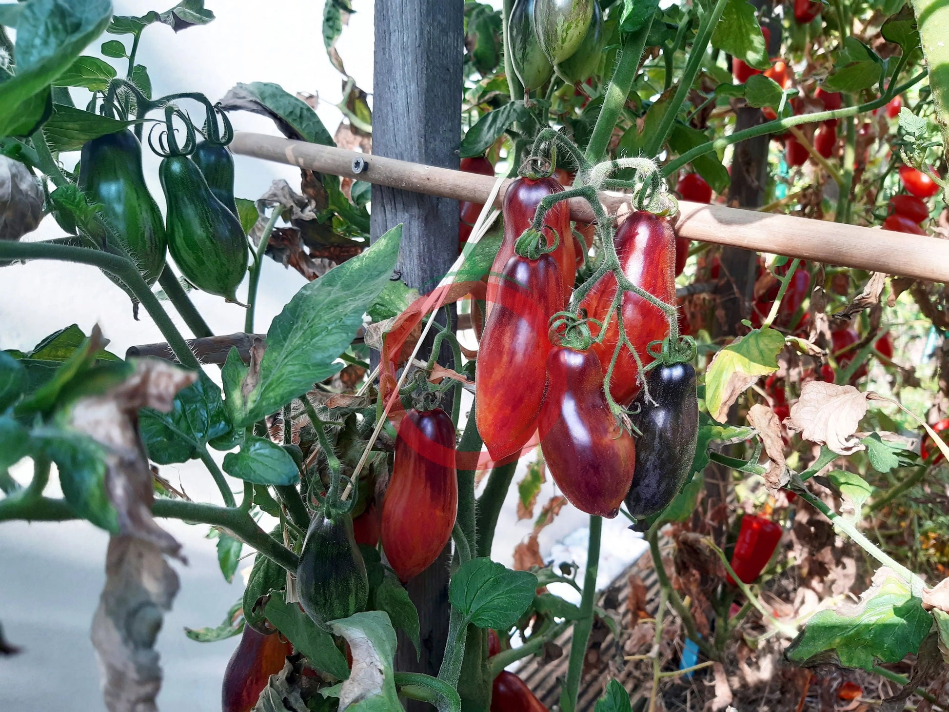 Antho Pink Panther (Kopie) DER TOMATENFLÜSTERER