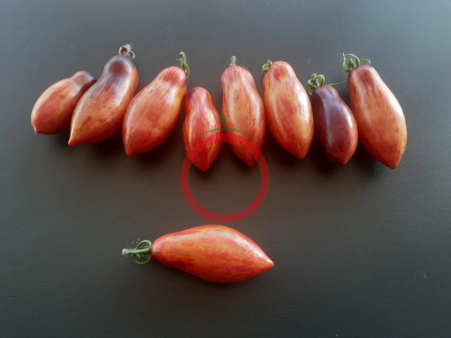 Antho Pink Panther (Kopie) DER TOMATENFLÜSTERER