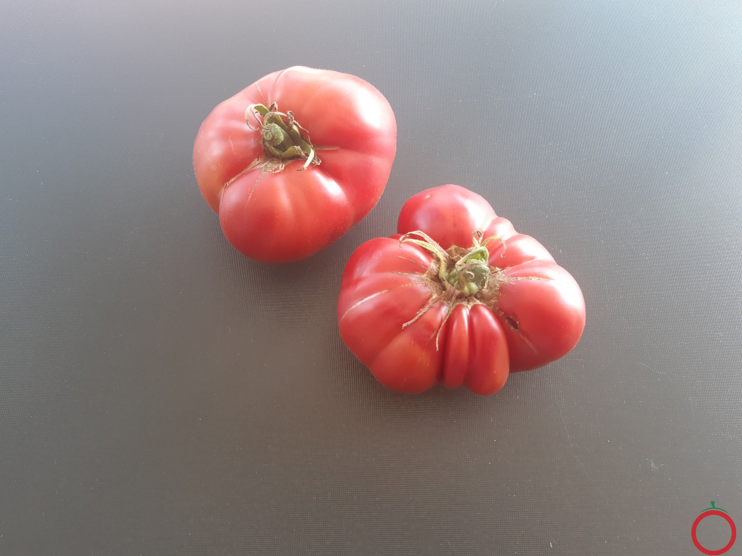 Aunt Lous Underground Railroad DER TOMATENFLÜSTERER