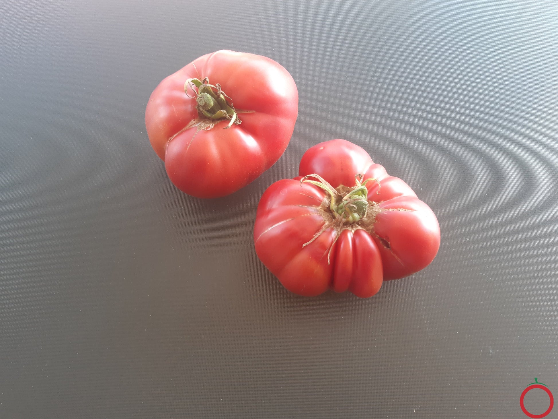 Aunt Lous Underground Railroad DER TOMATENFLÜSTERER