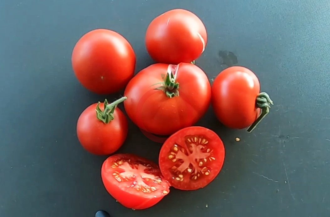 Avon Early DER TOMATENFLÜSTERER