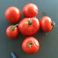 Avon Early DER TOMATENFLÜSTERER