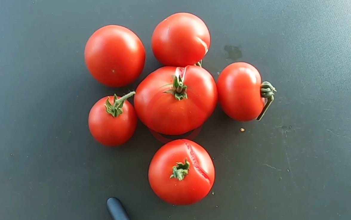 Avon Early DER TOMATENFLÜSTERER