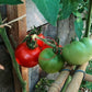 Avon Early DER TOMATENFLÜSTERER