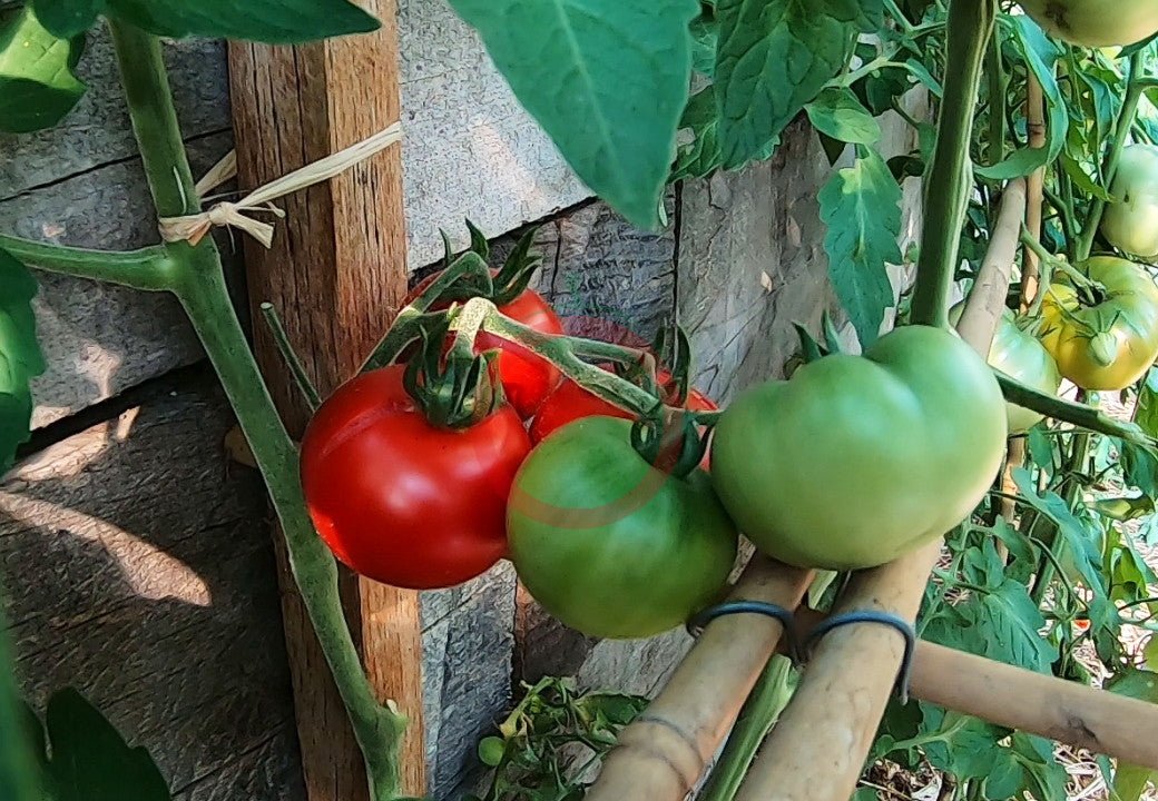 Avon Early DER TOMATENFLÜSTERER