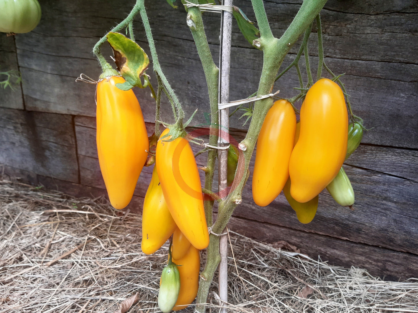 Bananu DER TOMATENFLÜSTERER