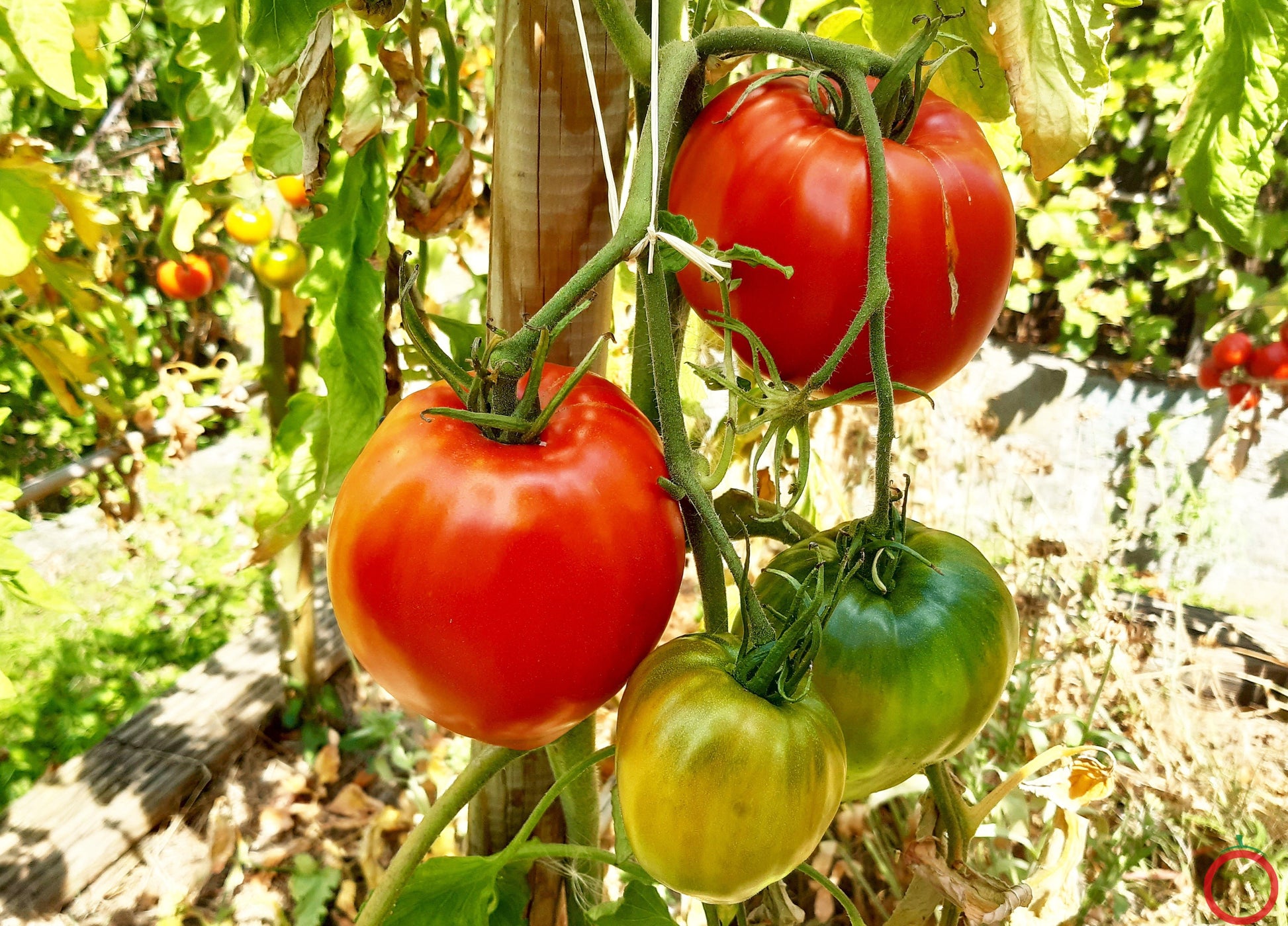 Barca Grande di Bruno DER TOMATENFLÜSTERER