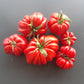 Beauty Lottringa DER TOMATENFLÜSTERER