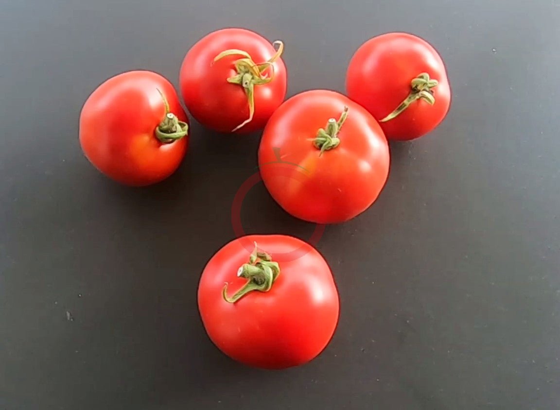 Blaby Special DER TOMATENFLÜSTERER