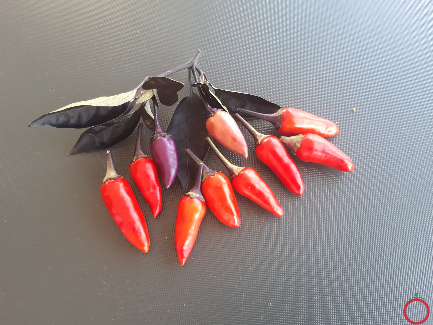 Blue Christmas Chili DER TOMATENFLÜSTERER