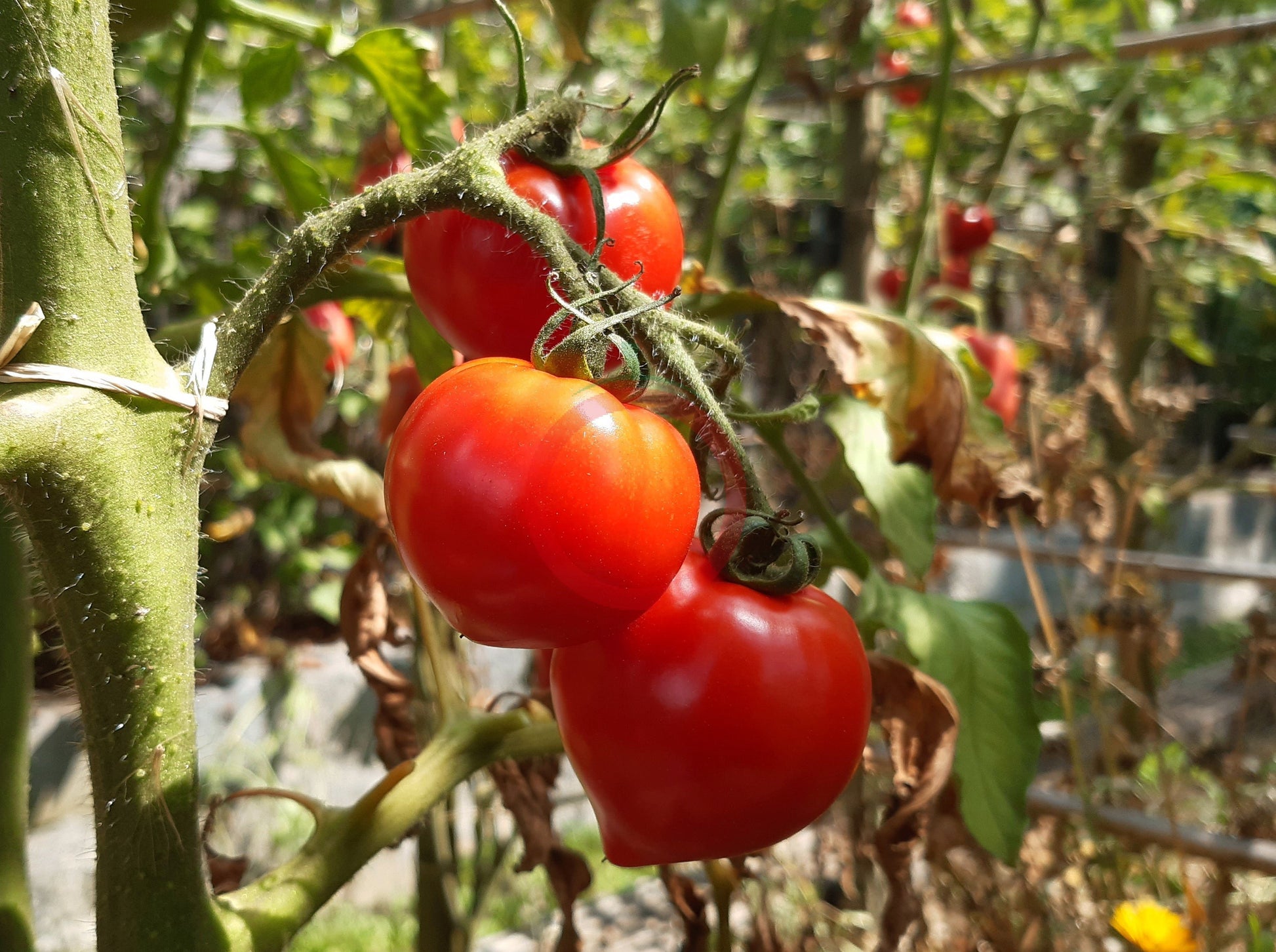 Bob's Boomtown Titty DER TOMATENFLÜSTERER