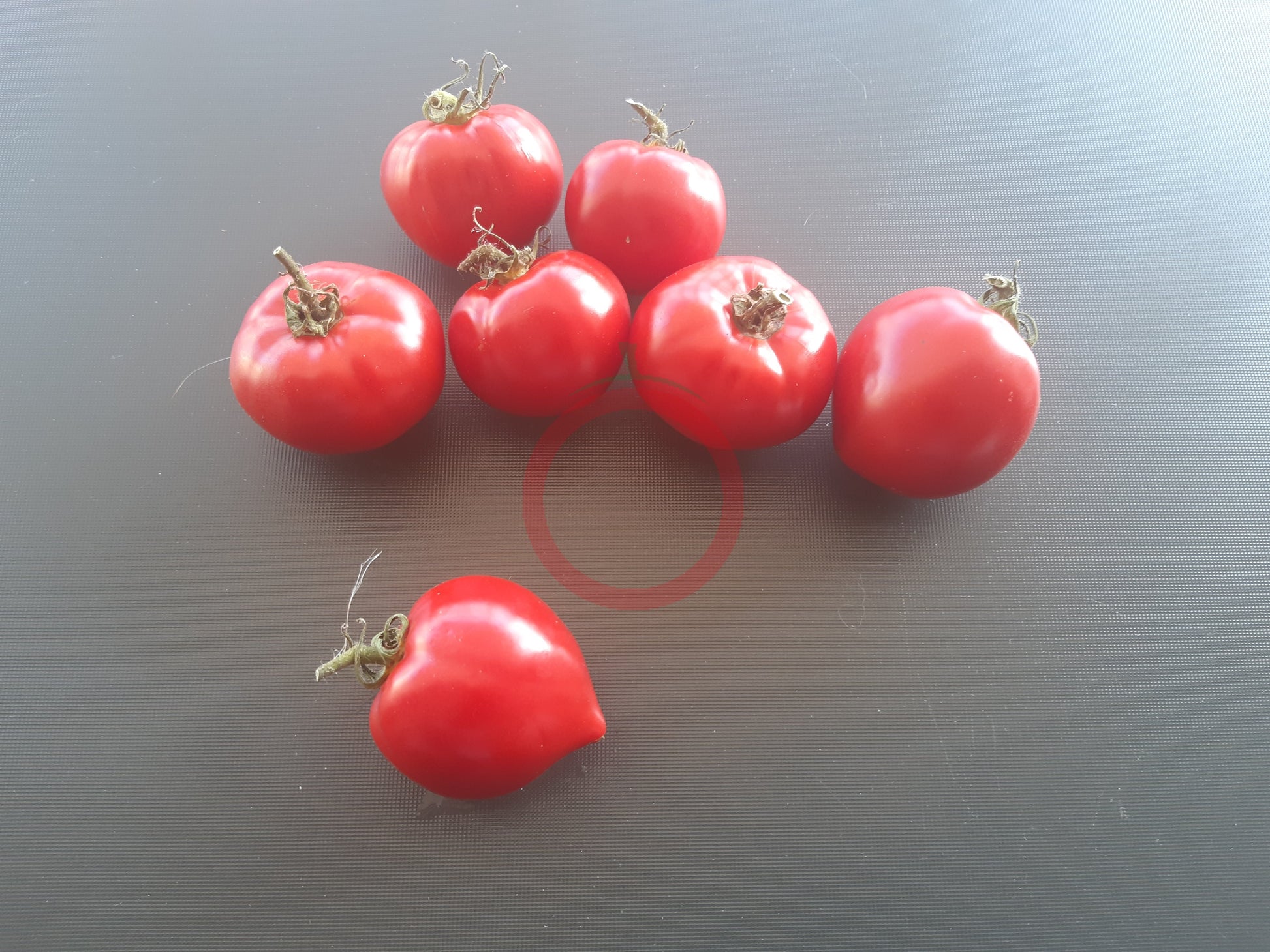 Bob's Boomtown Titty DER TOMATENFLÜSTERER
