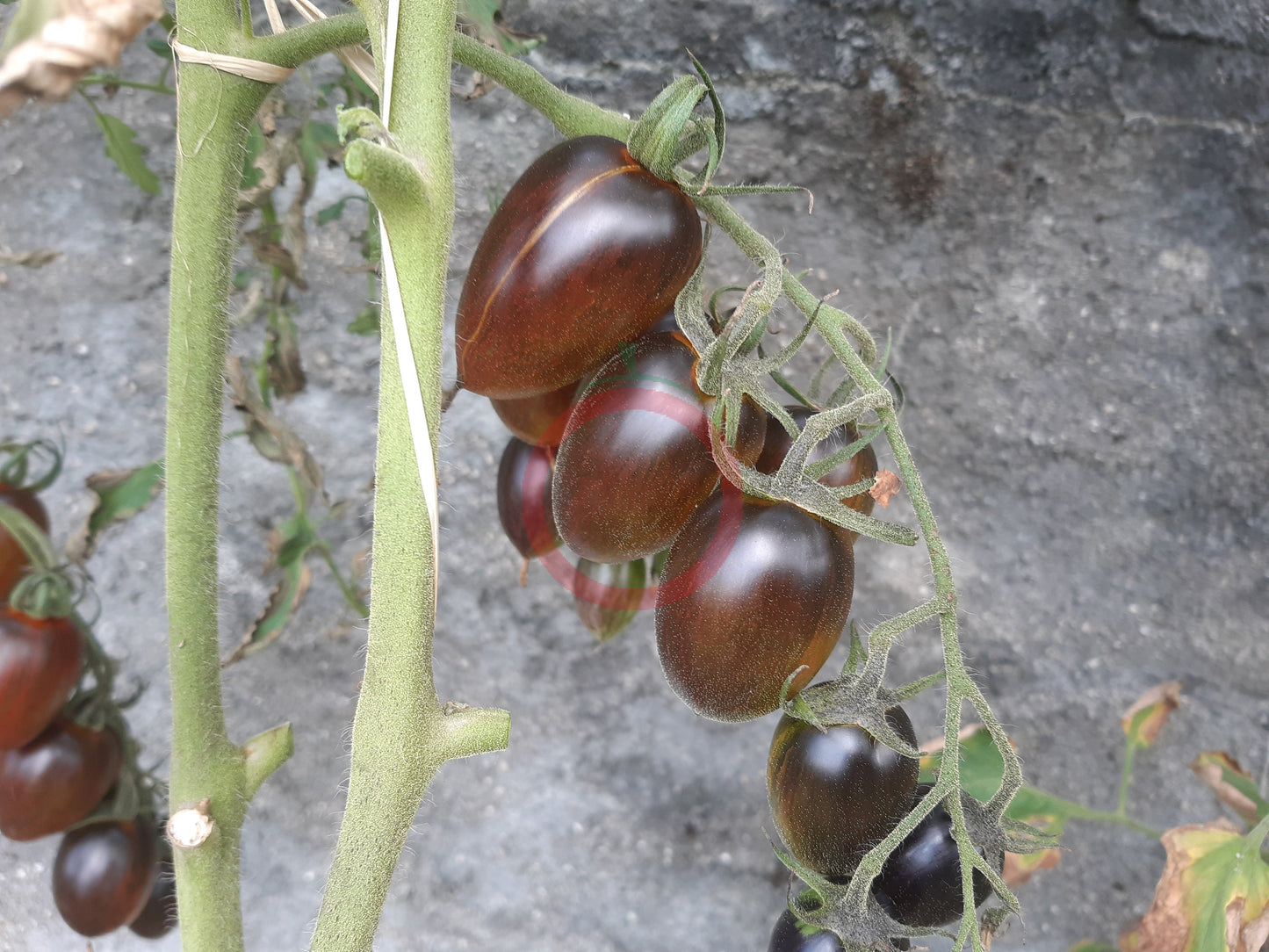 Brads Atomic Grape DER TOMATENFLÜSTERER