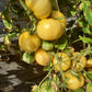Bugtussle Buttermilk Wonder DER TOMATENFLÜSTERER