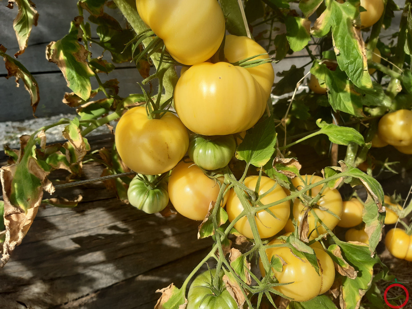 Bugtussle Buttermilk Wonder DER TOMATENFLÜSTERER