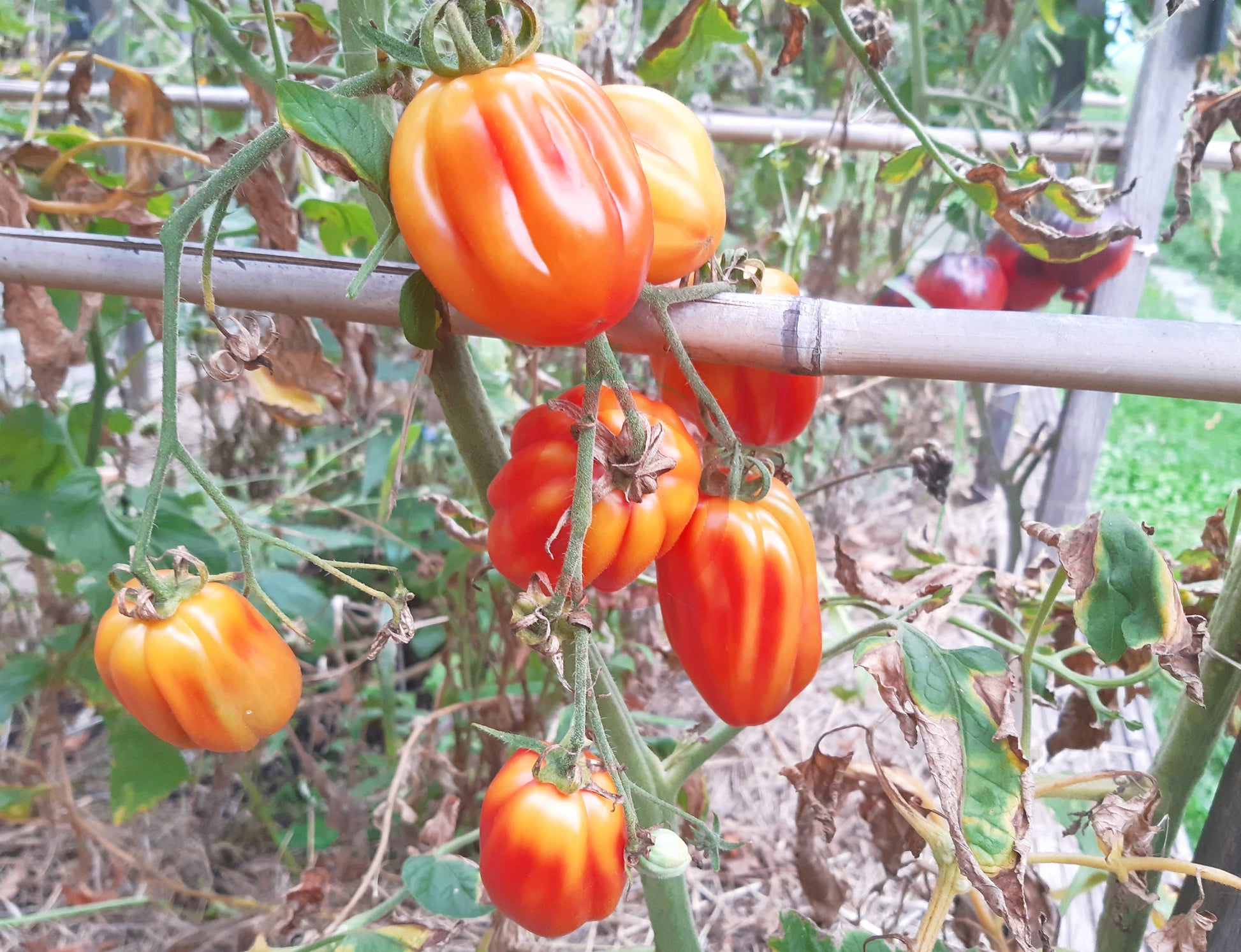 California Tulip DER TOMATENFLÜSTERER
