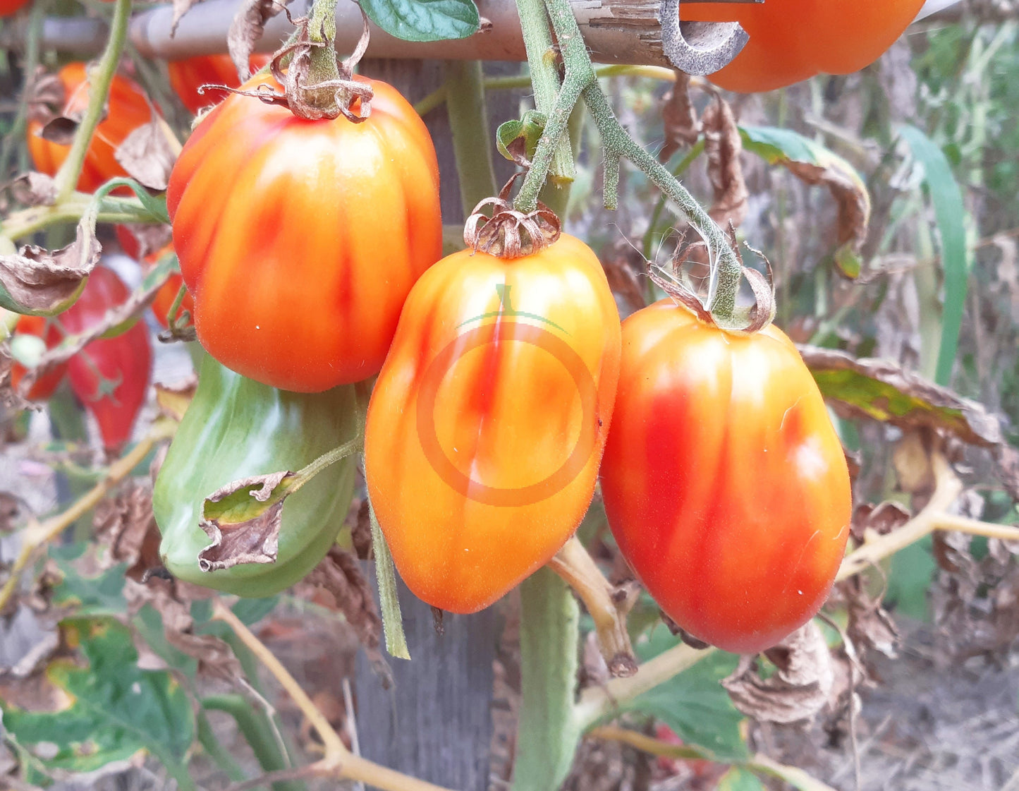 California Tulip DER TOMATENFLÜSTERER