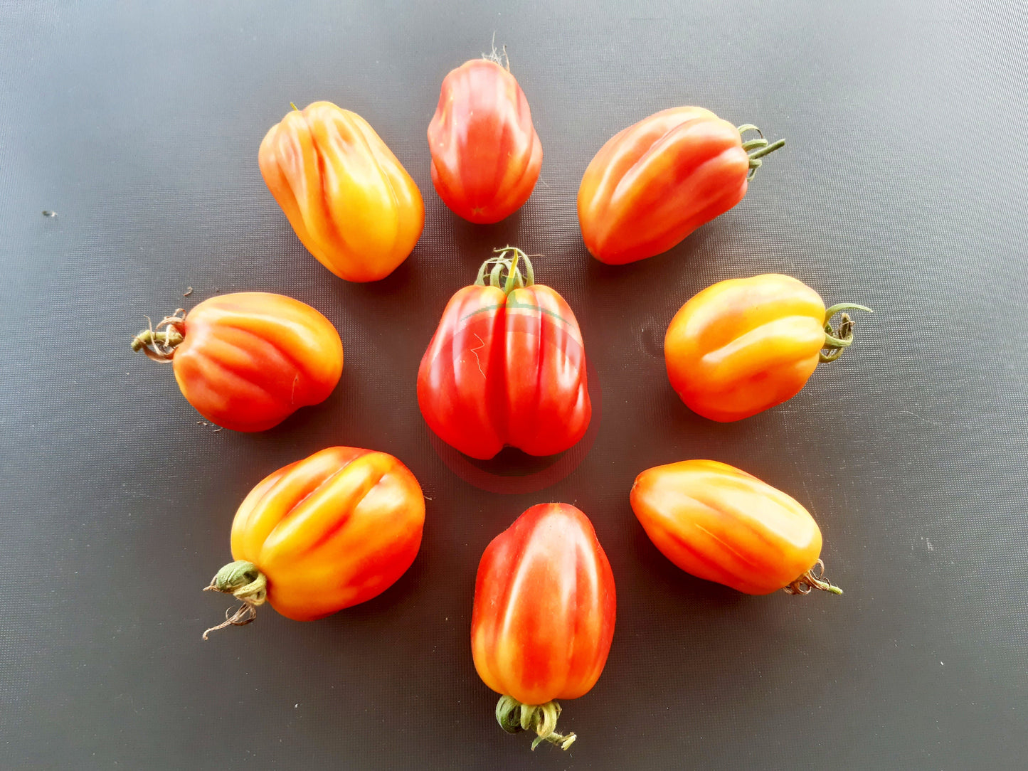 California Tulip DER TOMATENFLÜSTERER