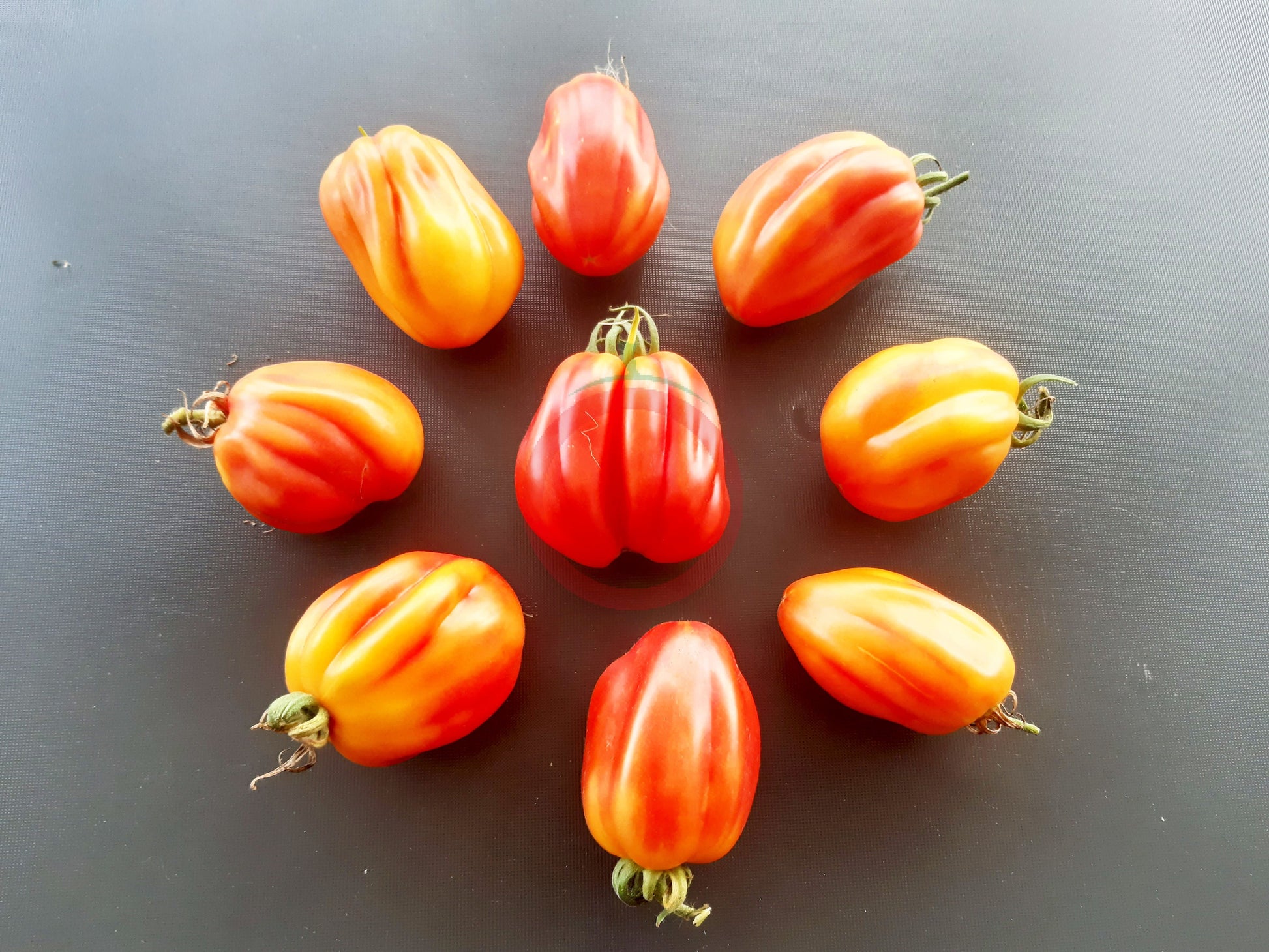 California Tulip DER TOMATENFLÜSTERER