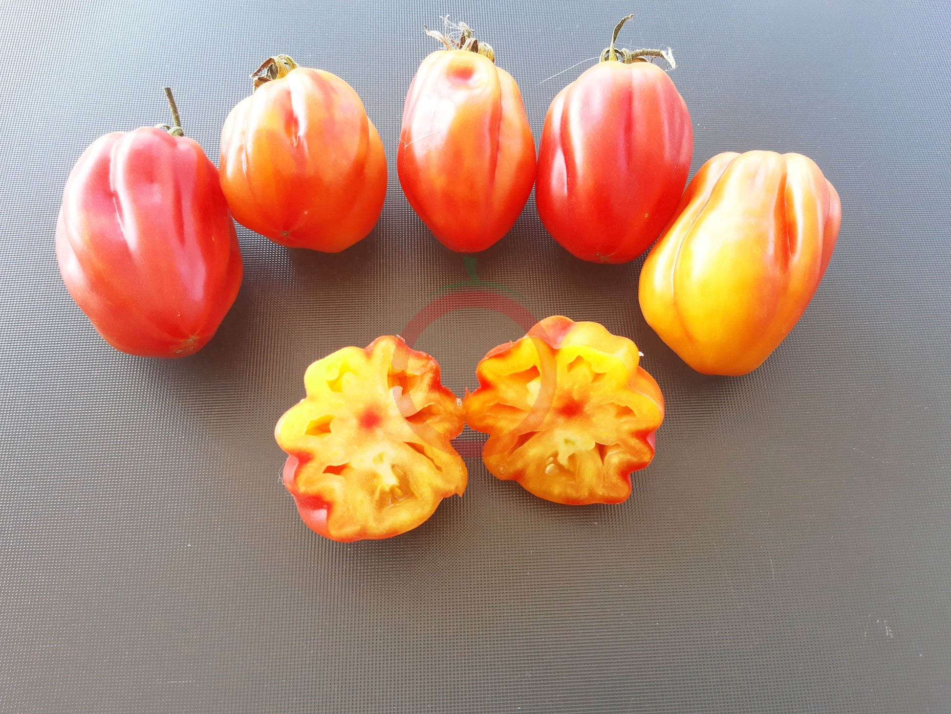 California Tulip DER TOMATENFLÜSTERER
