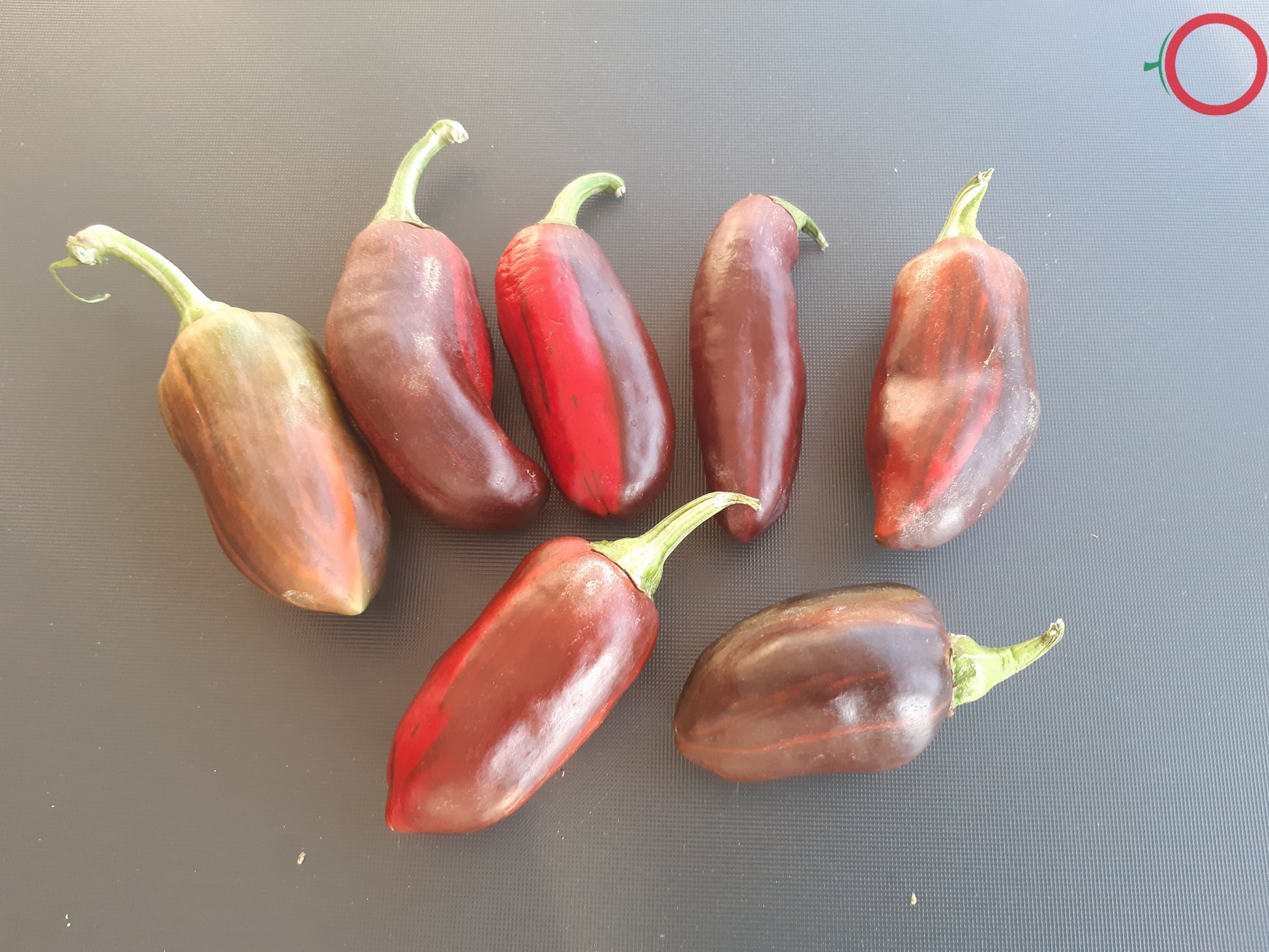 Candy Cane DER TOMATENFLÜSTERER