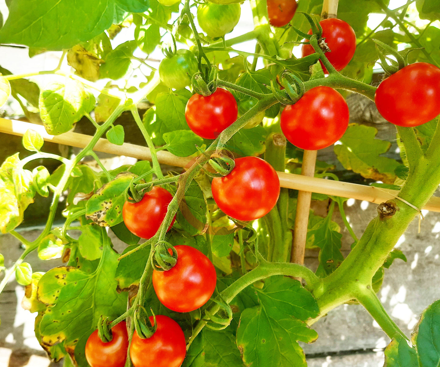 Carls Emslandtraube DER TOMATENFLÜSTERER