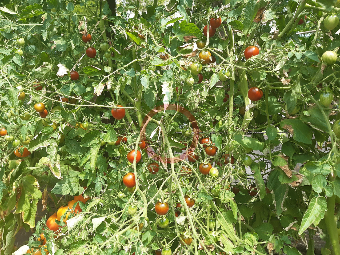 Centiflor Black DER TOMATENFLÜSTERER