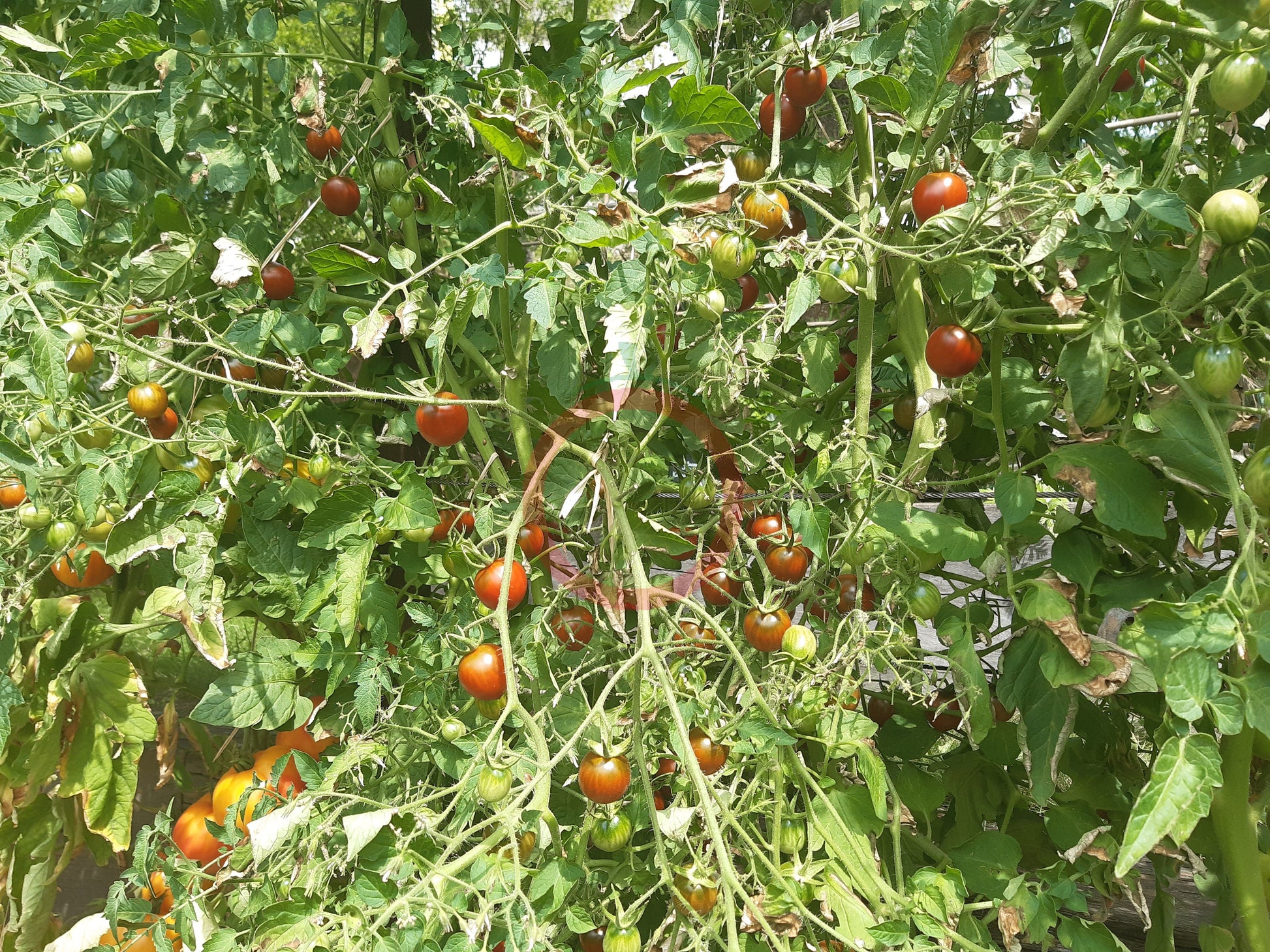 Centiflor Black DER TOMATENFLÜSTERER