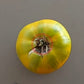 Cherokee Green DER TOMATENFLÜSTERER
