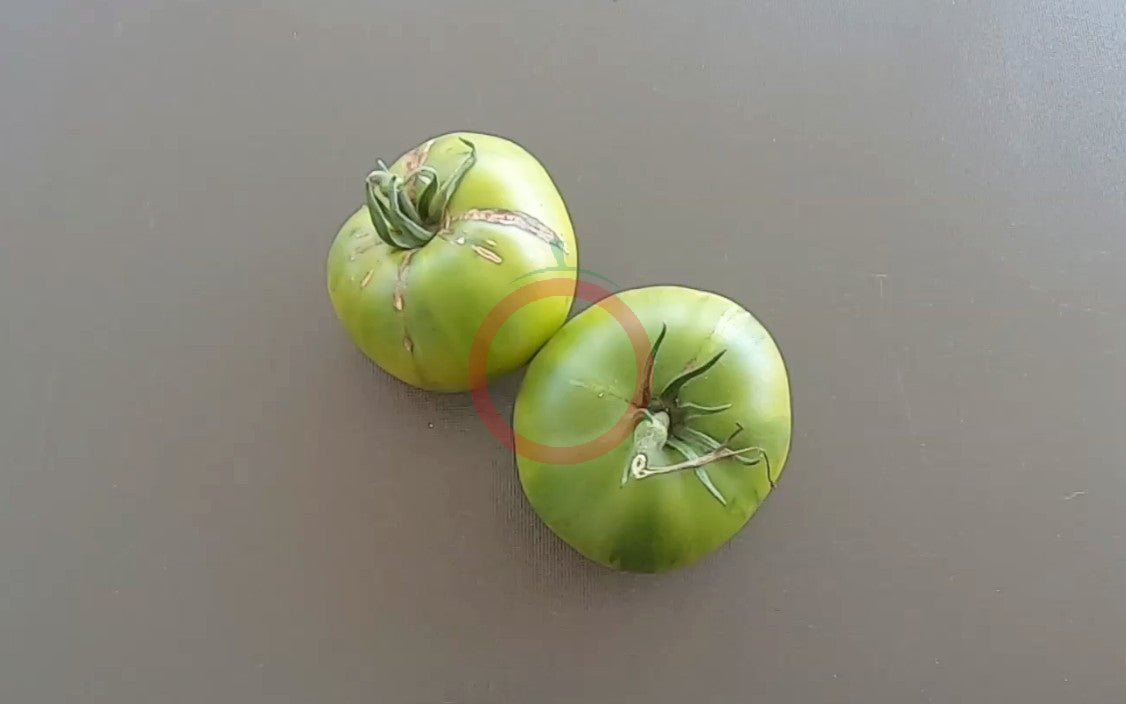 Cherokee Lime DER TOMATENFLÜSTERER