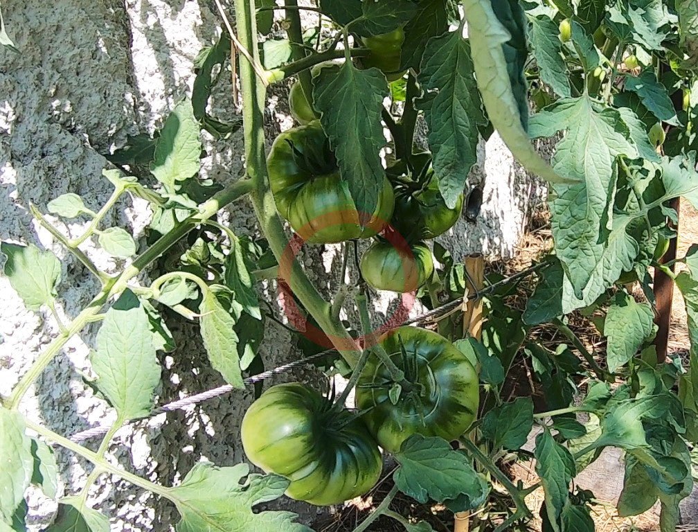 Cherokee Lime DER TOMATENFLÜSTERER