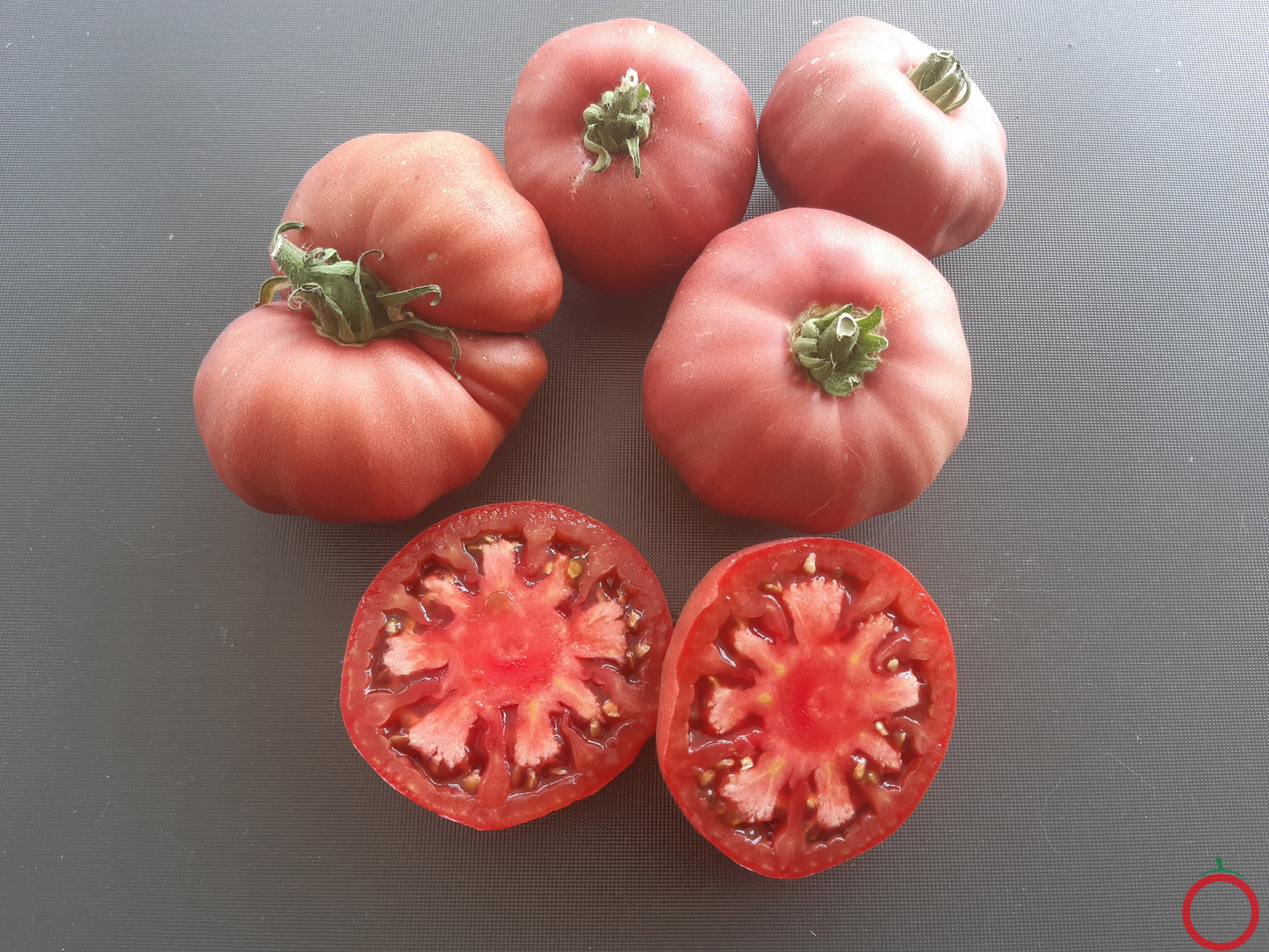 Cherokee Rose DER TOMATENFLÜSTERER